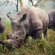 White Rhino's